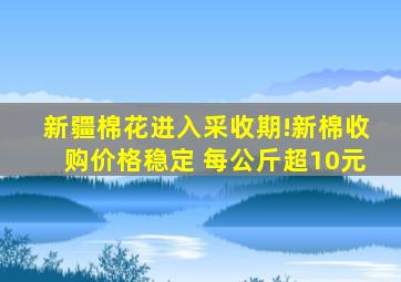 新疆棉花进入采收期!新棉收购价格稳定 每公斤超10元